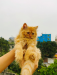 Pure persian cat baby's male and female